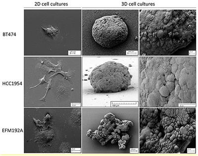 3D Tissue Models as an Effective Tool for Studying Viruses and Vaccine Development